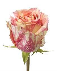 <h4>R GR FIESTA+</h4>