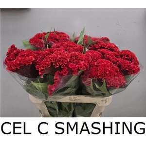 CEL C SMASHING