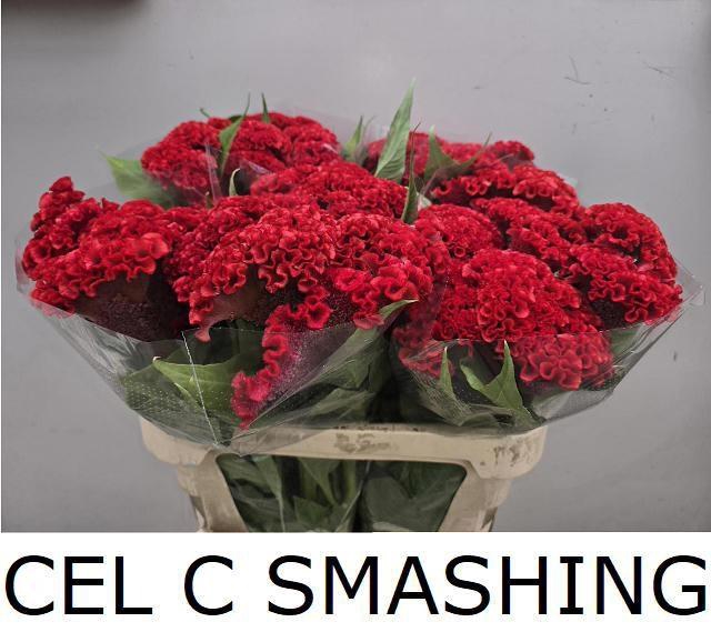 <h4>CEL C SMASHING</h4>