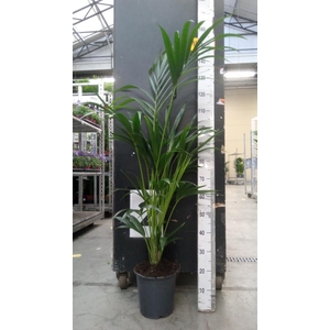 Howea forsteriana