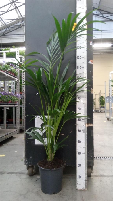 <h4>Howea forsteriana</h4>