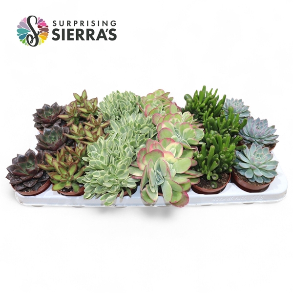 <h4>Succulent Mix P8.5</h4>