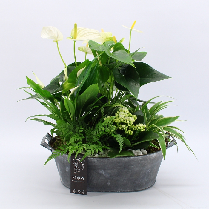 <h4>ANCR-2319 Anthurium creatie</h4>