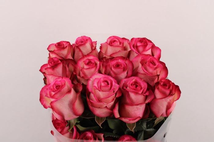 <h4>R Gr Carousel</h4>