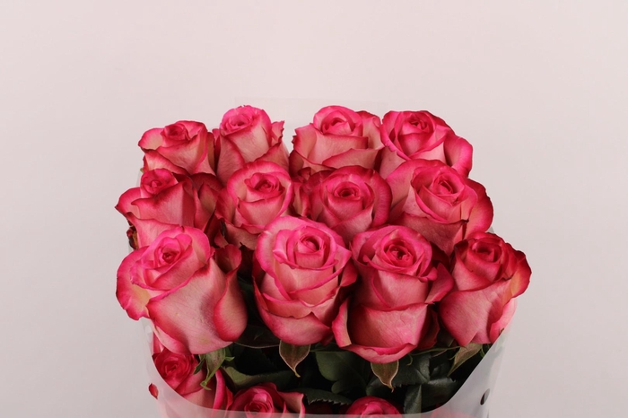 <h4>R Gr Carousel</h4>