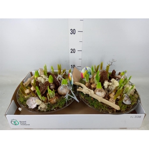 Arr.   Bol/Knolgewas L%