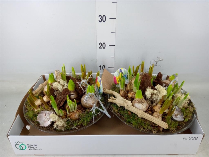 <h4>Arr.   Bol/Knolgewas L%</h4>