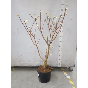 Edgeworthia chrys. 'Grandiflora'