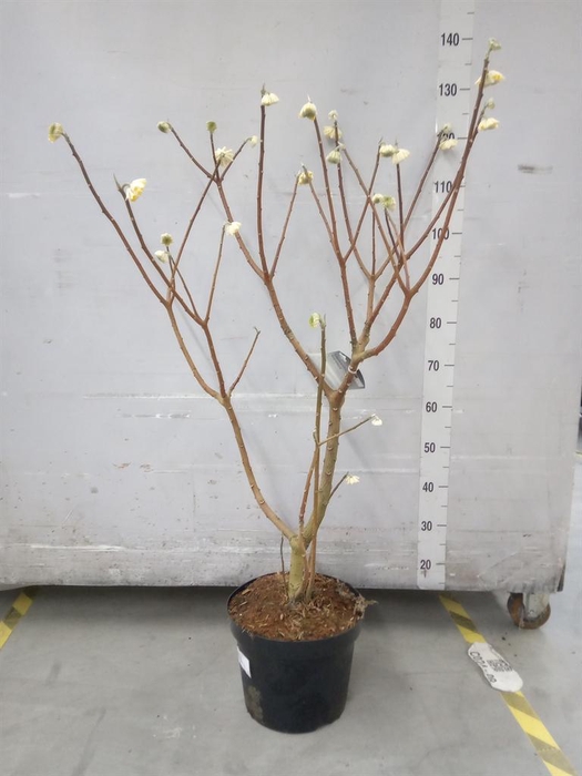 <h4>Edgeworthia chrys. 'Grandiflora'</h4>