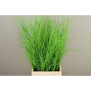 Betula paint applegreen