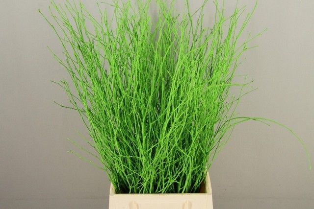 <h4>Betula paint applegreen</h4>