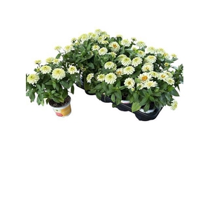 ZINNIA WHITE P12