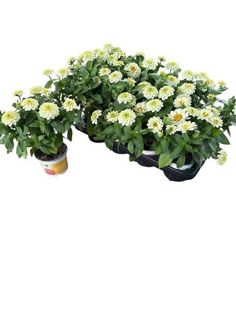 <h4>ZINNIA WHITE P12</h4>
