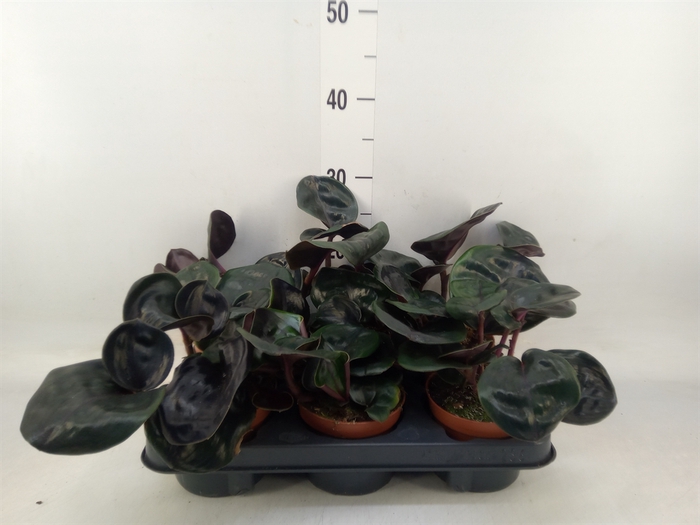 <h4>Geogenanthus cil. 'Midnight Pearl'</h4>