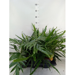 Aglaomorpha coronans   ...juveniel