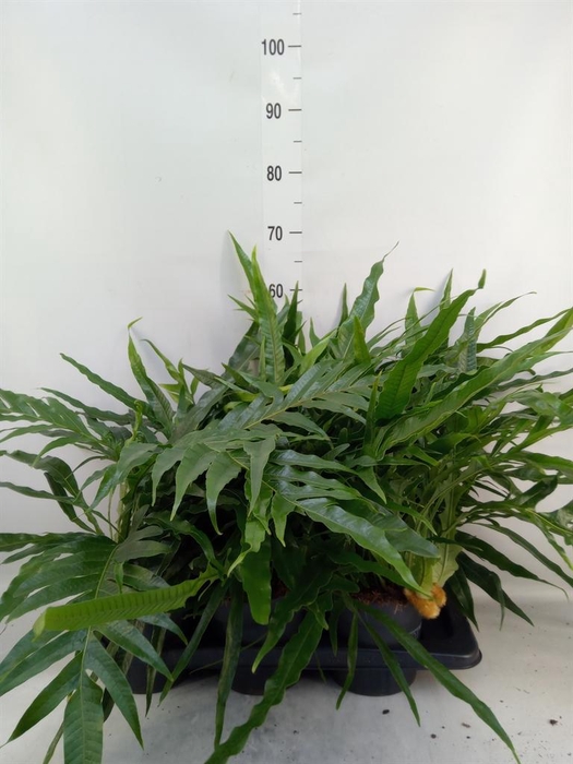 <h4>Aglaomorpha coronans   ...juveniel</h4>