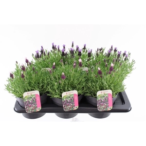 Lavandula Stoechas mix