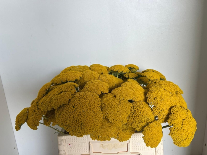 <h4>ACHIL F PARK VARIETY</h4>