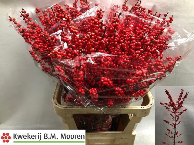 <h4>ILEX VE RODE BES</h4>