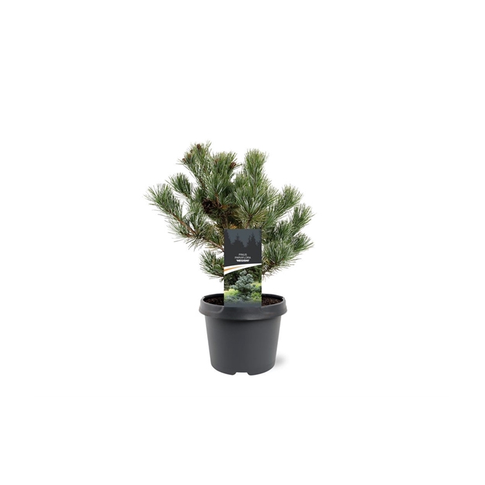 <h4>Pinus parviflora 'Negishi'</h4>