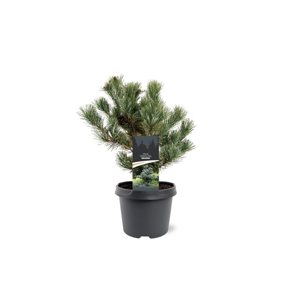 Pinus parviflora 'Negishi'