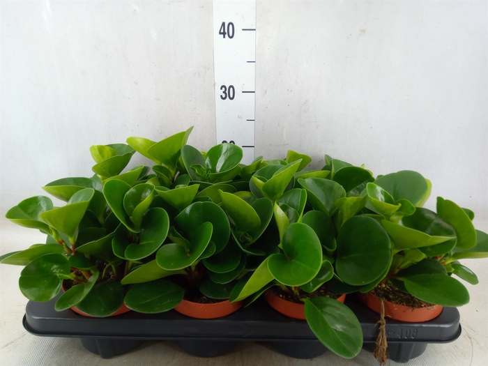 <h4>Peperomia obt. 'Green Gold'</h4>