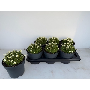 SAXIF AR IC PEARL WH