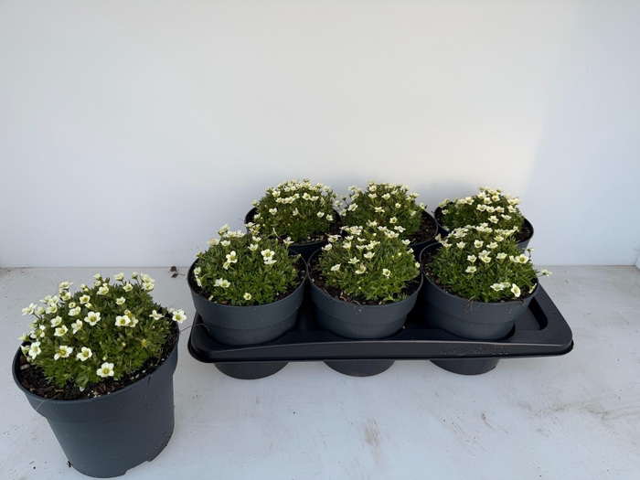 <h4>SAXIF AR IC PEARL WH</h4>