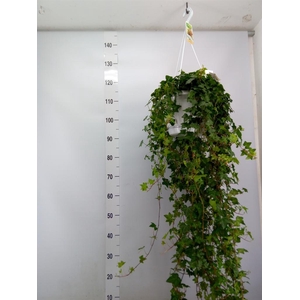 Hedera helix 'Pittsburgh'