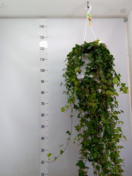 <h4>Hedera helix 'Pittsburgh'</h4>