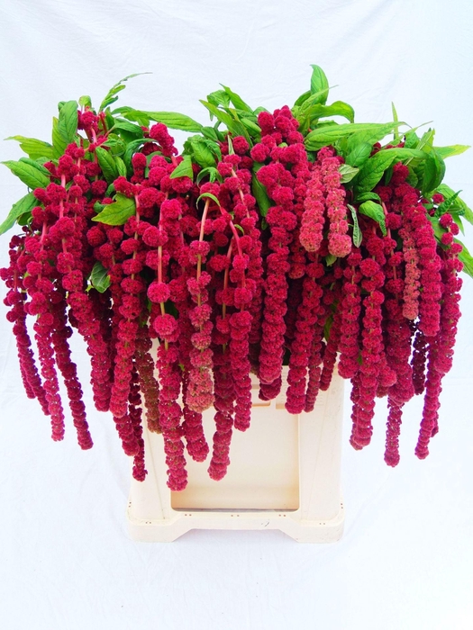 <h4>AMARANTHUS CAUD. 'ROSARY'</h4>