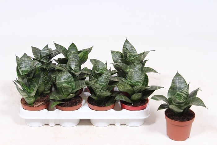 <h4>Sansevieria Hahnii</h4>