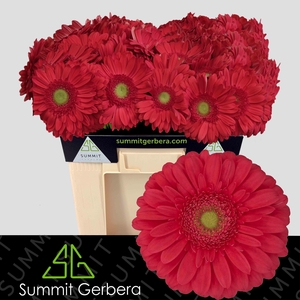 Gerbera Treasure Water