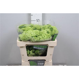 Viburnum Roseum St 2+