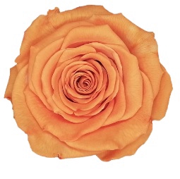 <h4>Roos XL bic-12</h4>