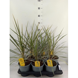 Cordyline austr. 'Variegata'