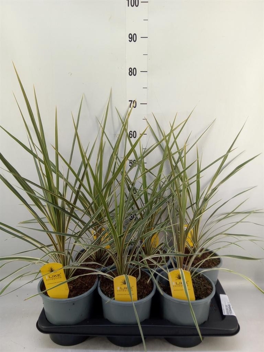 <h4>Cordyline austr. 'Variegata'</h4>