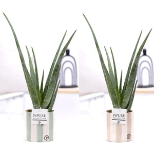 Aloe Vera in P&PURE Eline 2 ceramics ass. 3