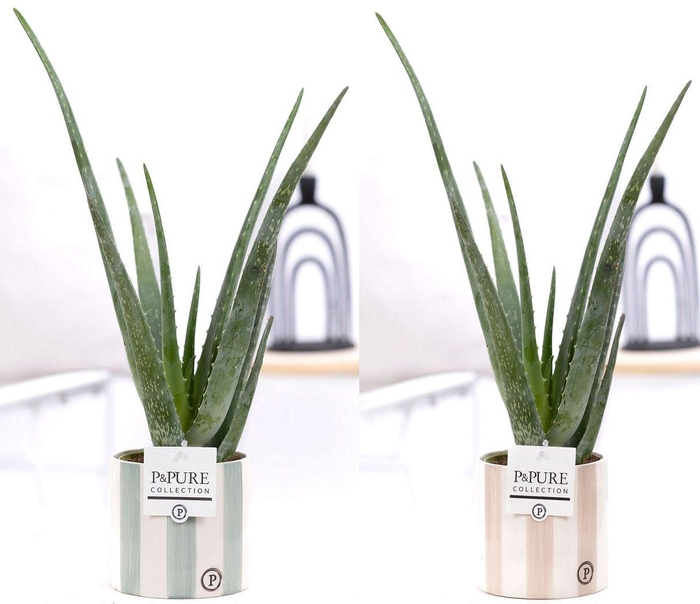 <h4>Aloe Vera in P&PURE Eline ceramics ass. 3</h4>