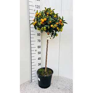 Citrus Kumquat Nagami on stem