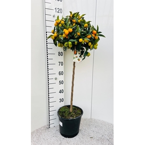 Citrus Kumquat Nagami on stem