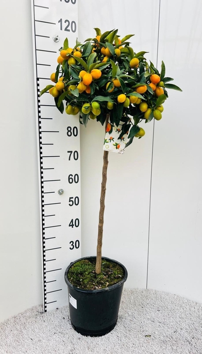 <h4>Citrus Kumquat Nagami on stem</h4>