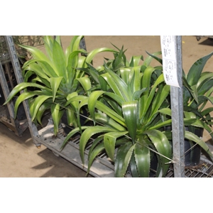 AGAVE P24