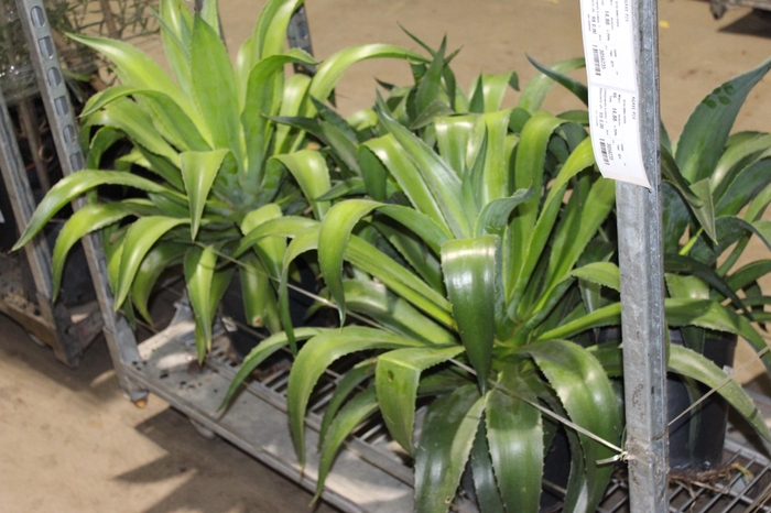<h4>AGAVE P24</h4>