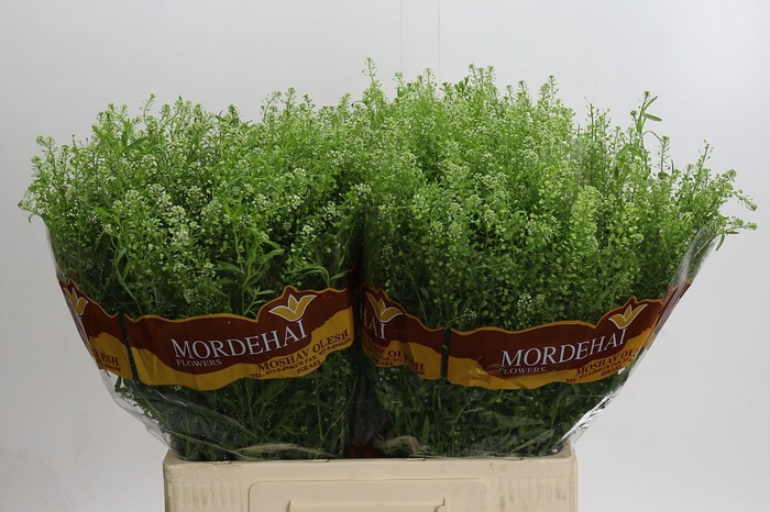 <h4>Lepidium Green Bell</h4>