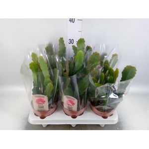 Epiphyllum   ...
