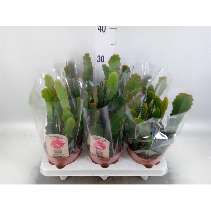 <h4>Epiphyllum   ...</h4>