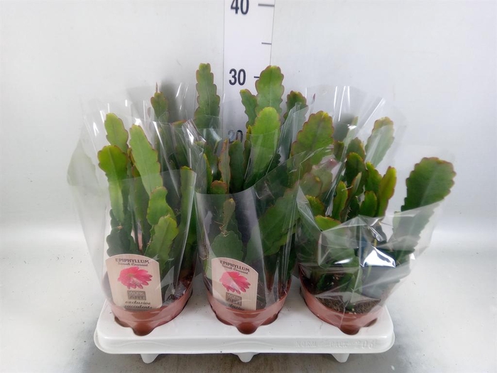 <h4>Epiphyllum   ...</h4>