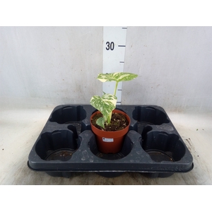 Monstera   ...
