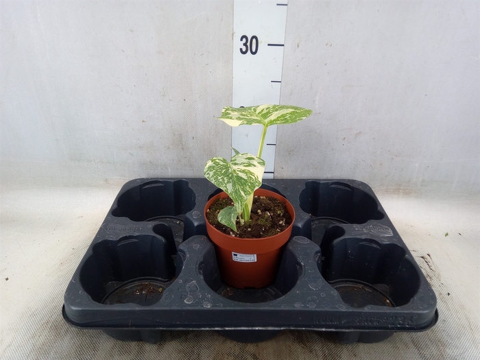 <h4>Monstera   ...</h4>